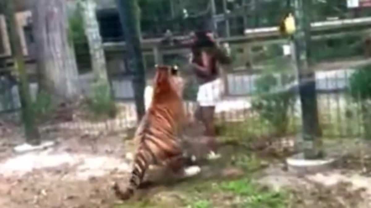 Recherchée après avoir sauté la clôture d’un zoo... pour flatter un tigre