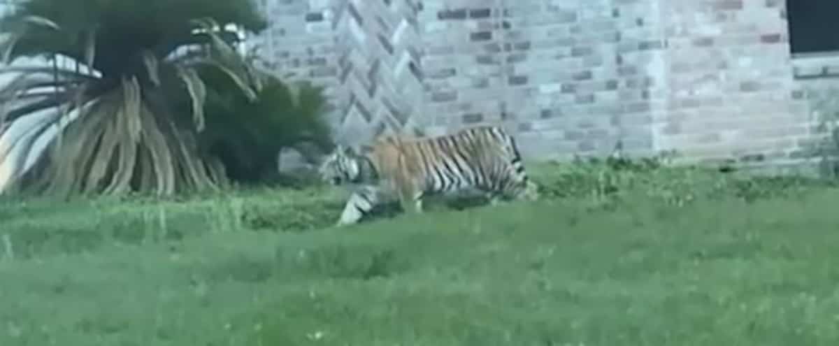 Procurado tigre selvagem no Texas depois de vagar pelas ruas de Houston Procurado tigre selvagem no Texas depois de vagar pelas ruas de Houston