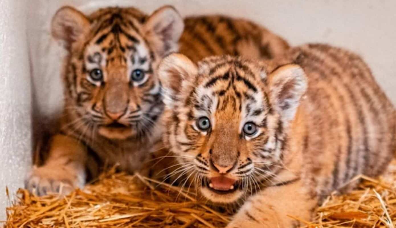 Des Bebes Tigres Naissent Dans Un Zoo D Ohio Jdm