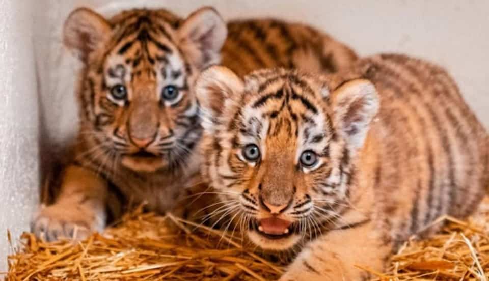 Des Bebes Tigres Naissent Dans Un Zoo D Ohio Jdm Des Bebes Tigres Naissent Dans Un Zoo D Ohio Jdm