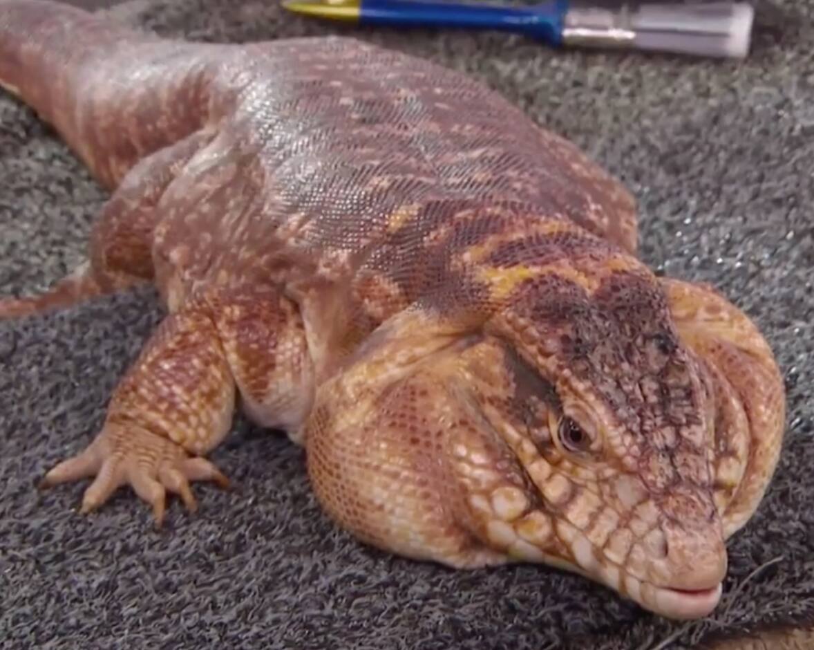 Découvrez trois animaux peu connus