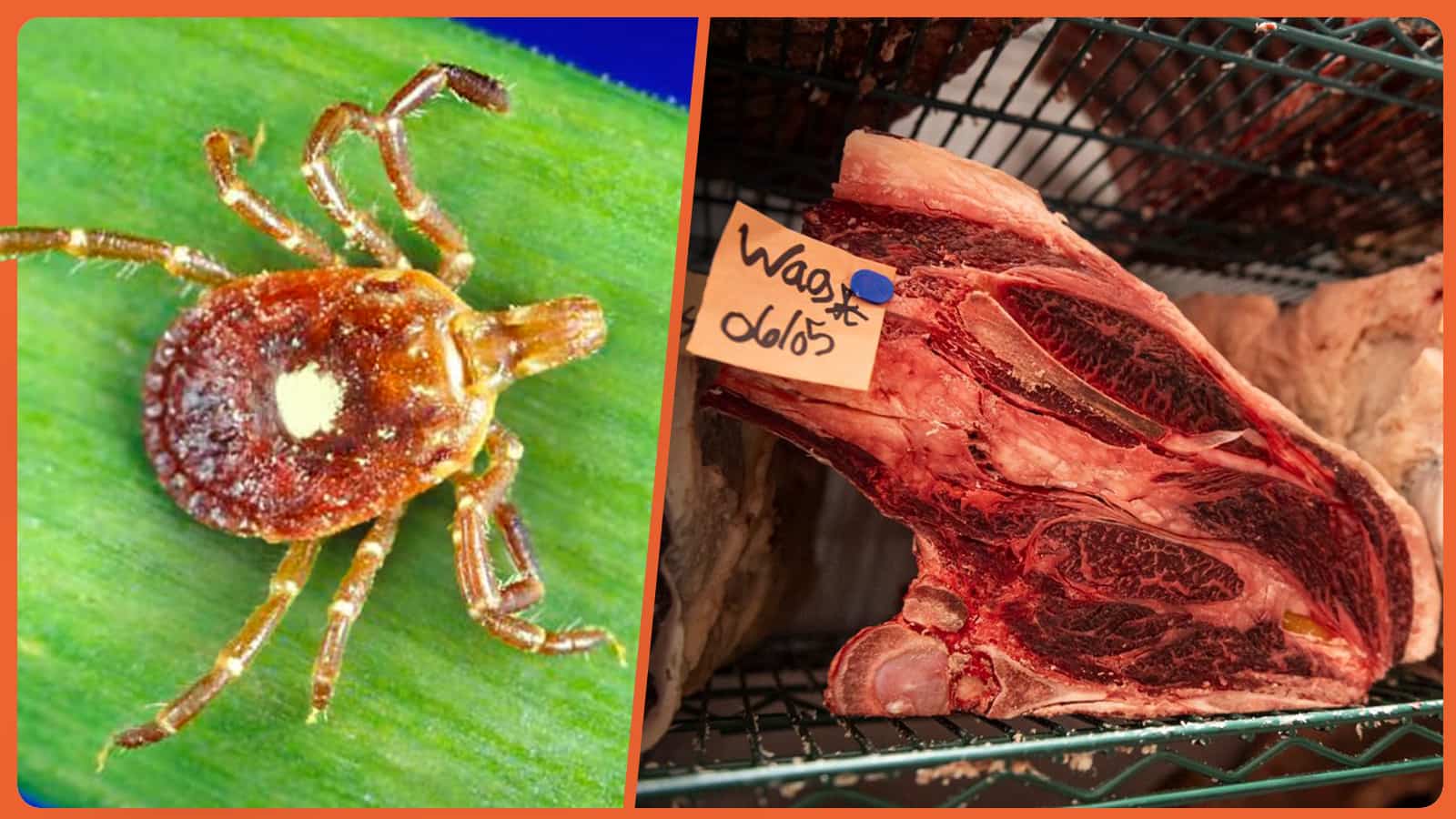 Rising Star Ticks in Quebec Linked to Red Meat Allergies
