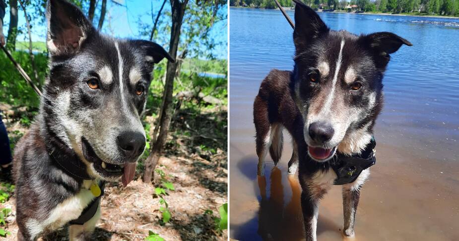 Image principale de l'article SPCA de Montréal : Titan se cherche une famille