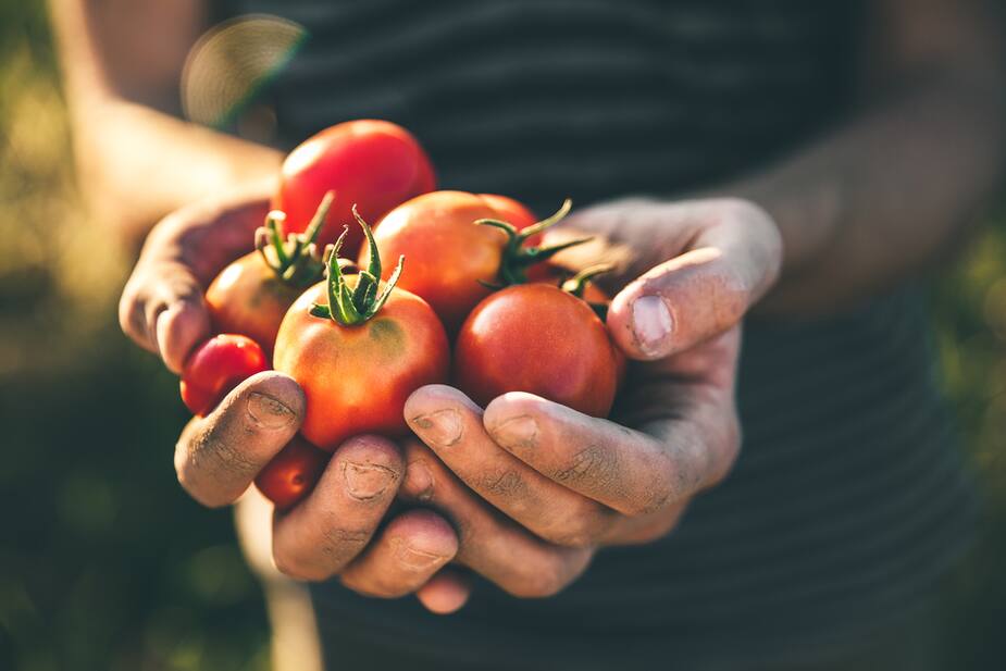 Image principale de l'article Des trucs pour faire mûrir ses tomates du jardin