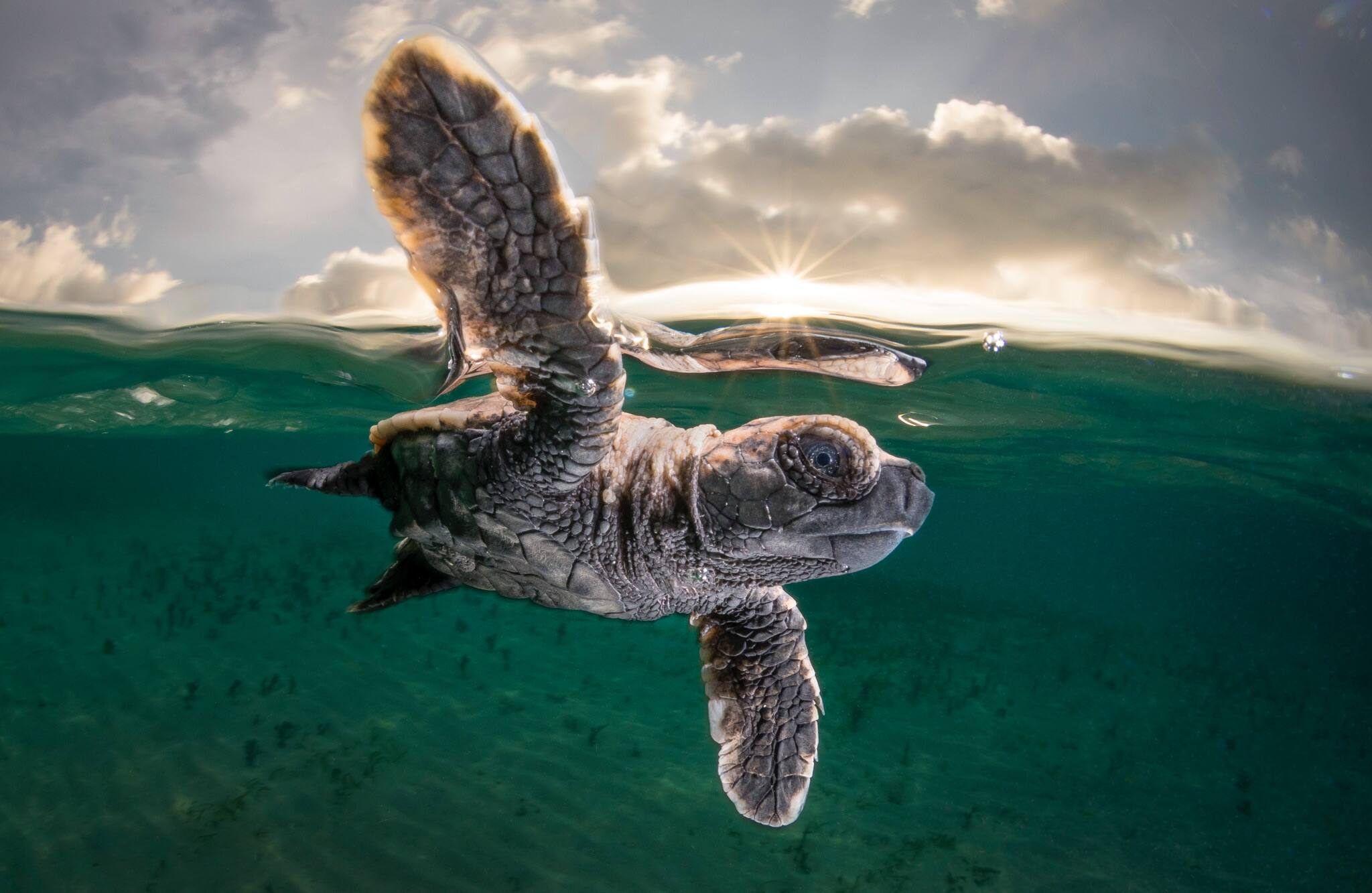 D Un Adorable Requin A La Pollution De L Ocean Voici Les Meilleurs Cliches Des Ocean Photography Awards 21 Le Sac De Chips