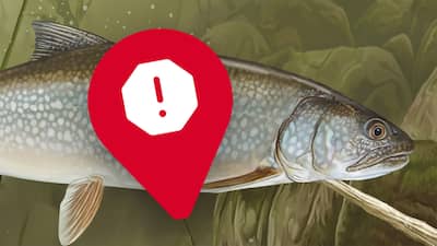 Le touladi, ou truite grise, fait parti des espces de poissons les plus sujets  la contamination au mercure.