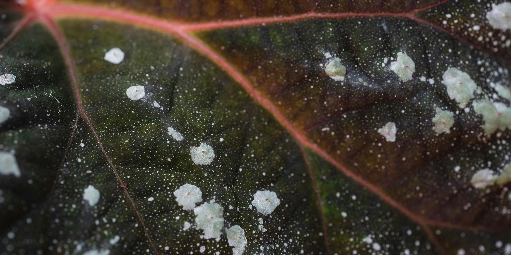 Ce traitement protège votre potager de l'oïdium
