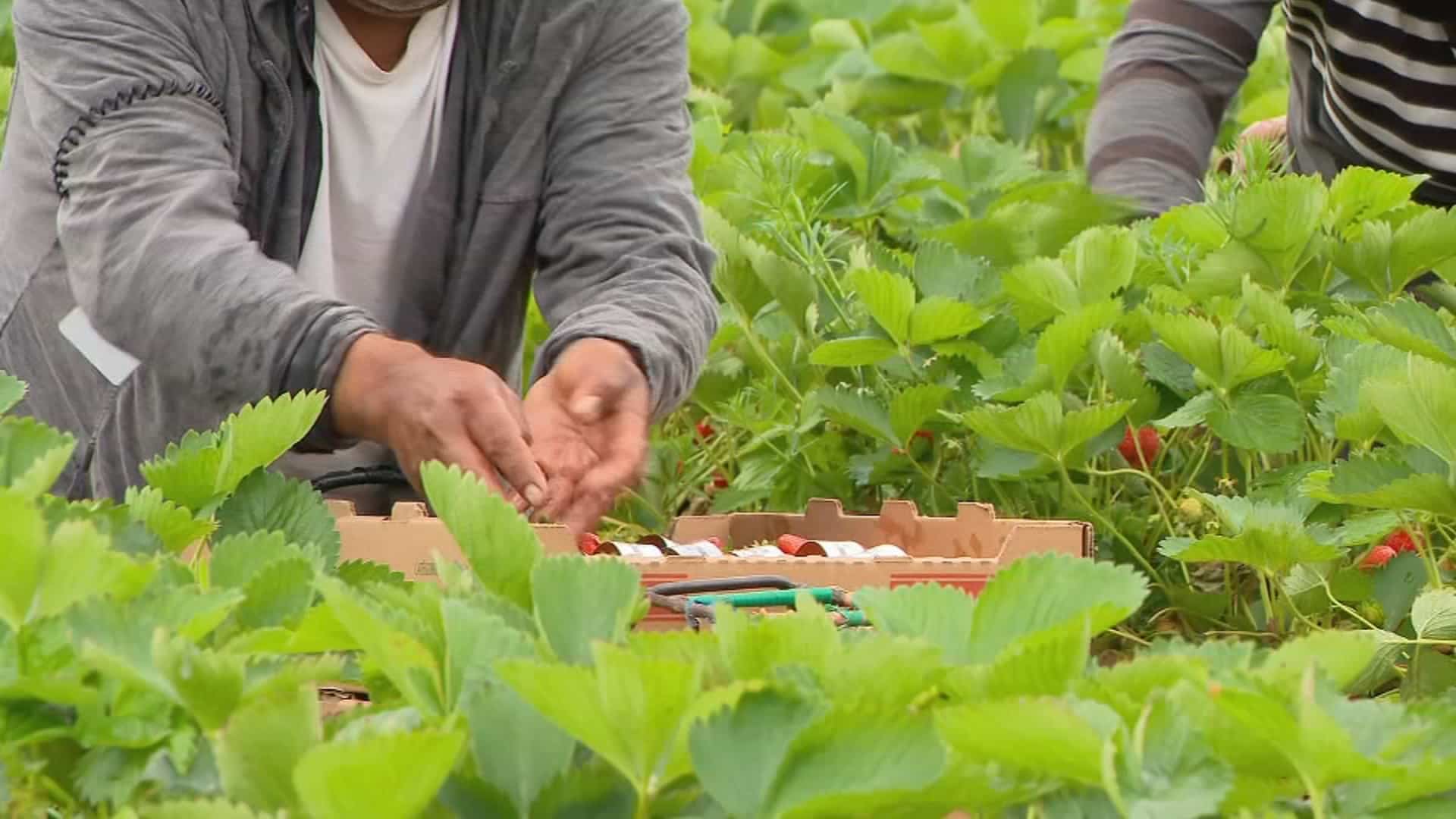 Mauvaises conditions de travail: 19 ouvriers agricoles guat&eacute;malt&egrave;ques &laquo;secourus&raquo;