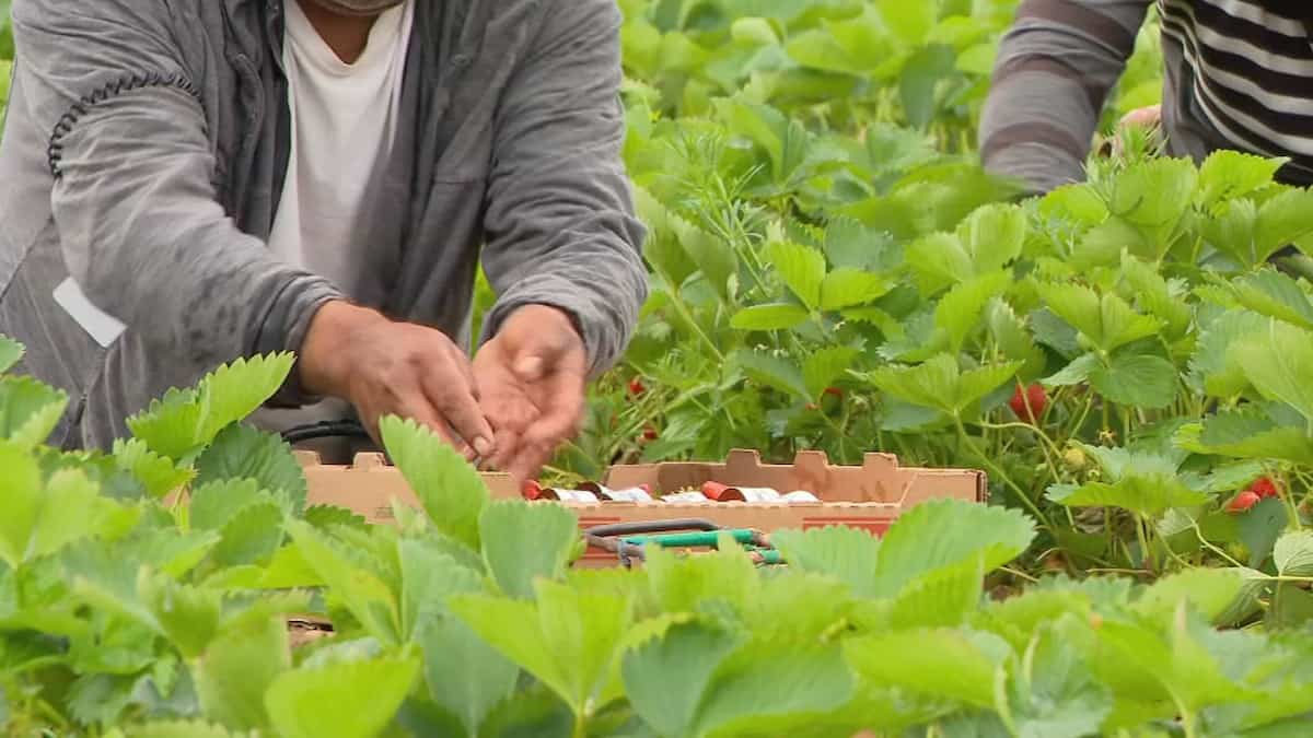 Mauvaises conditions de travail: 19 ouvriers agricoles guatémaltèques «secourus»