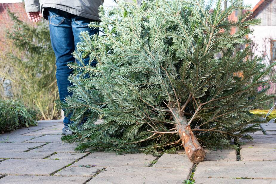 Image principale de l'article Votre sapin de Noël peut sauver des animaux