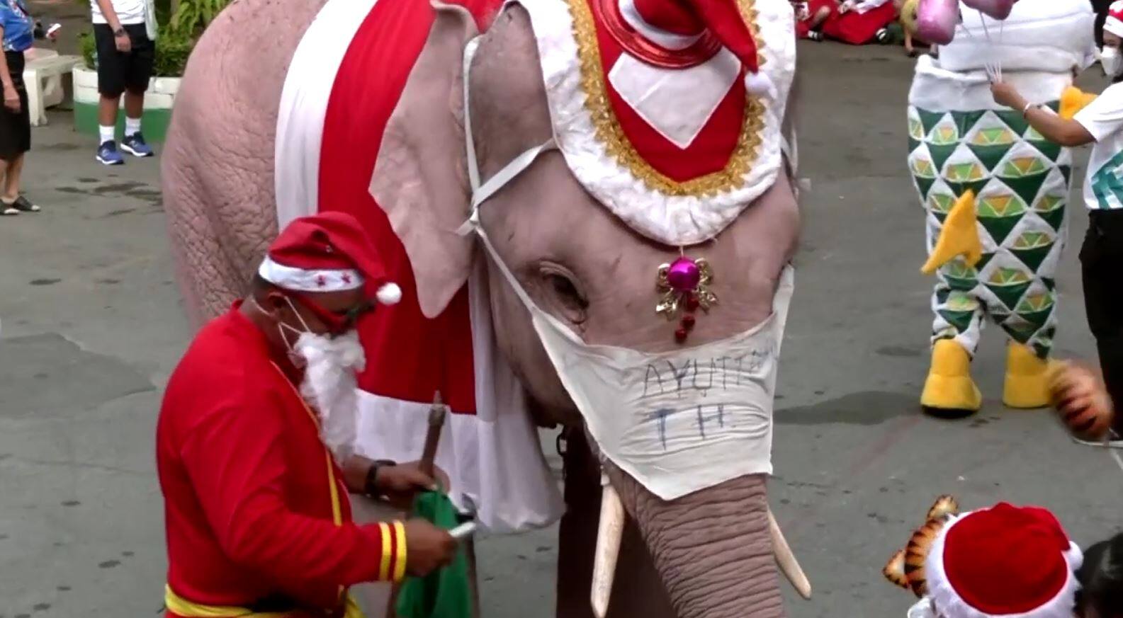 &Agrave; VOIR | Des &eacute;l&eacute;phants se transforment en p&egrave;re No&euml;l