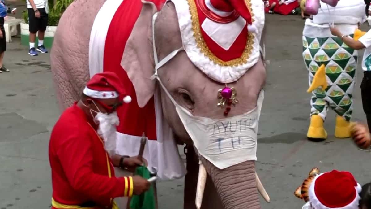 À VOIR | Des éléphants se transforment en père Noël