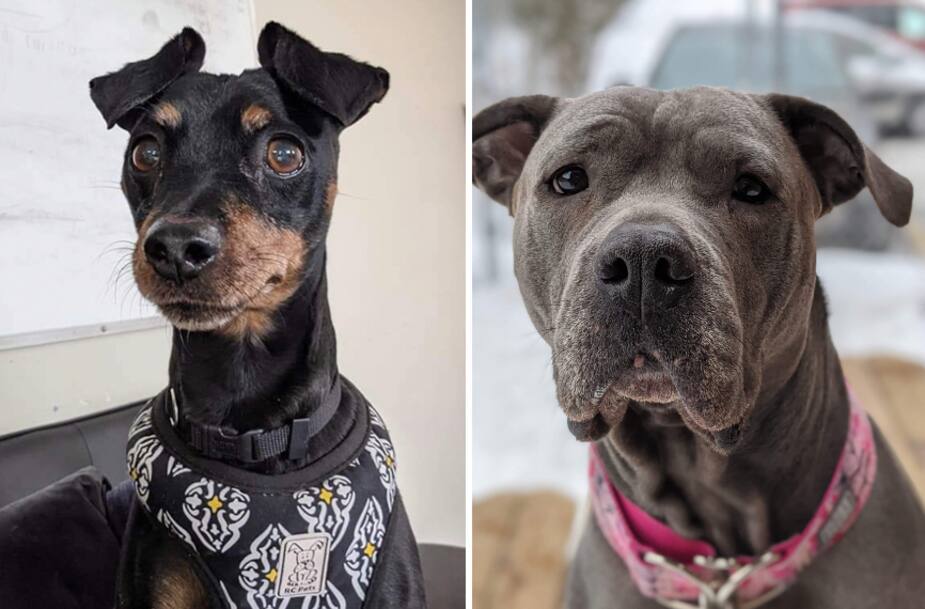 Image principale de l'article SPCA: aidez-nous à trouver un foyer à ces 2 chiens