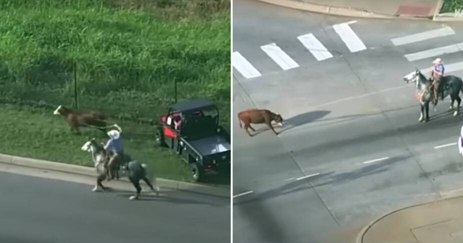 Image principale de l'article Une vache essaie de s'enfuir sur l'autoroute