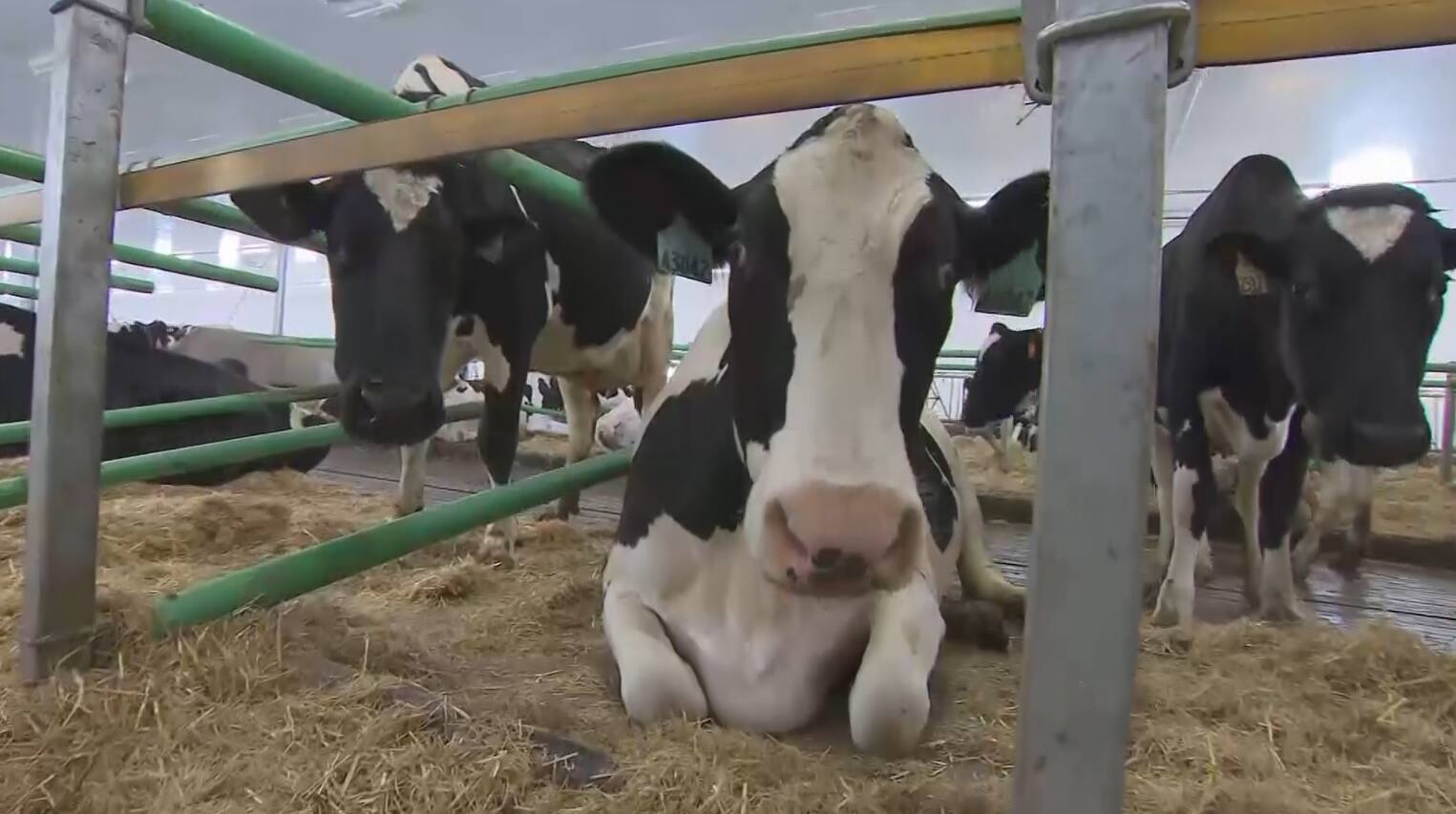 Un virus frappe fort les vaches du Saguenay | TVA Nouvelles