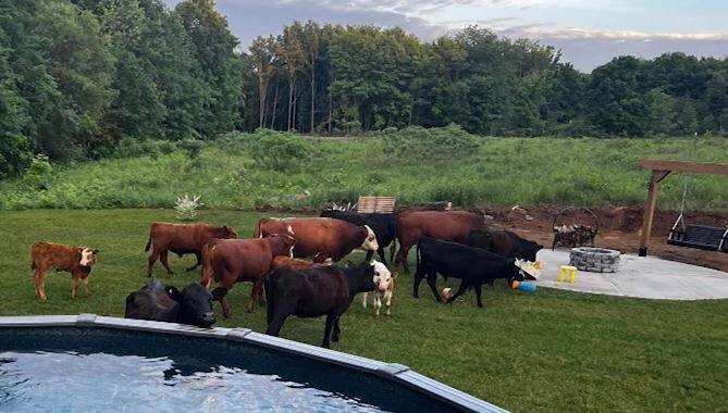 Des vaches en cavale en plein quartier résidentiel à L'Ange-Gardien ...