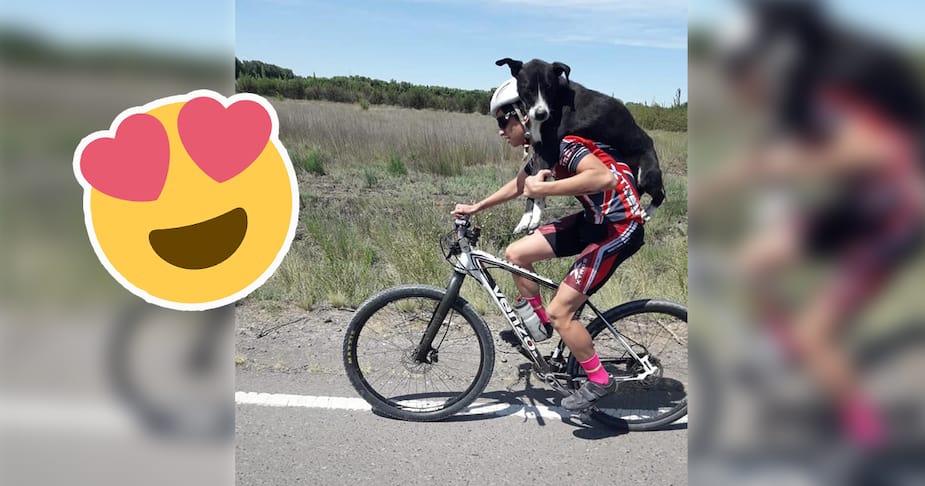 Image principale de l'article Un cycliste sauve un chien perdu et déshydraté