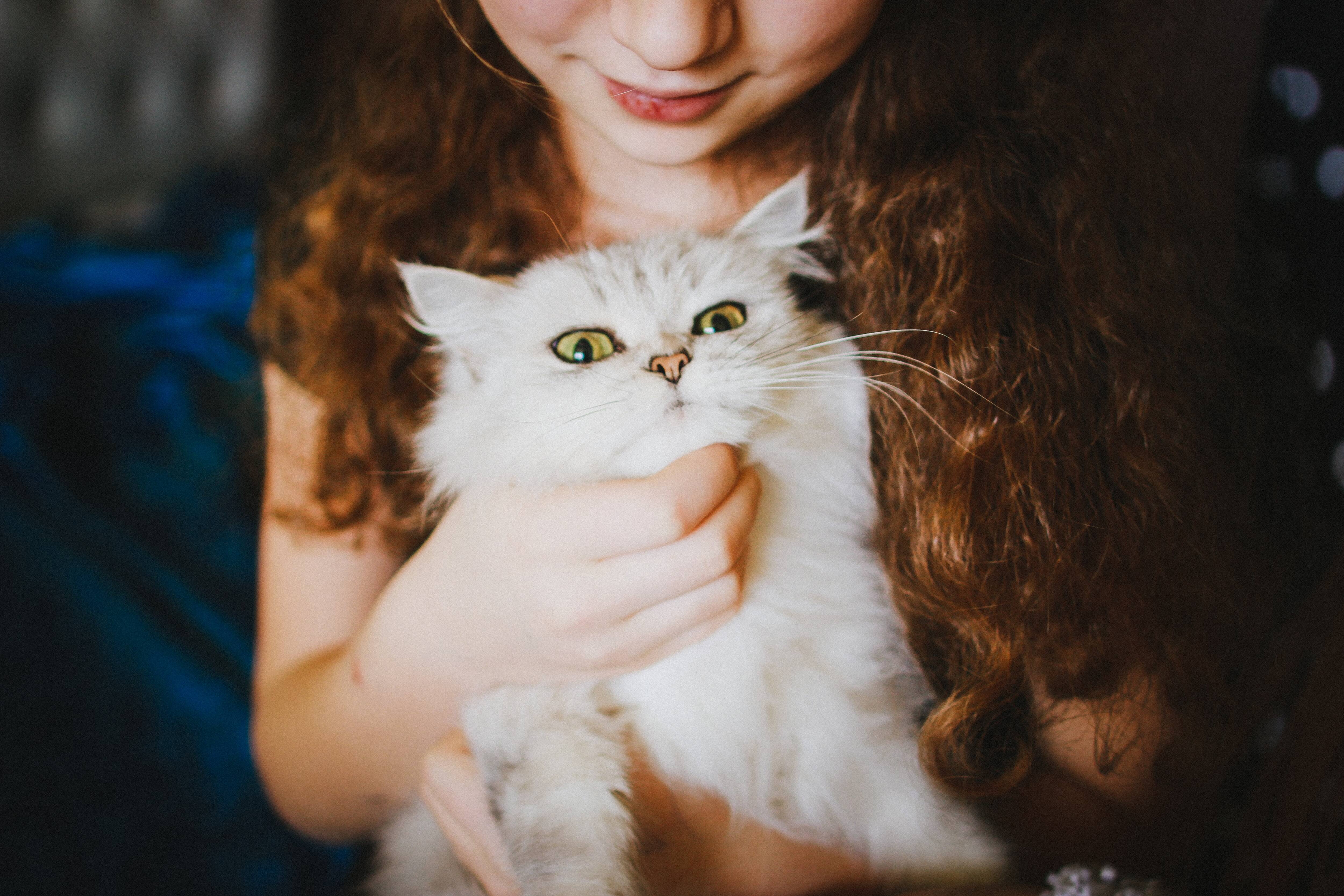 Journee Internationale Du Chat 10 Raisons D En Adopter Un Des Maintenant Salut Bonjour