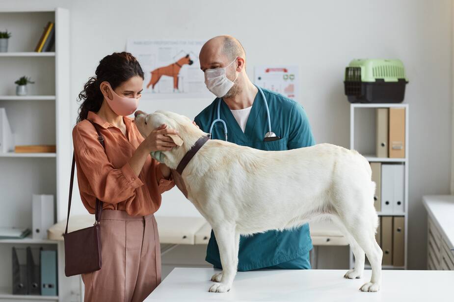 Image principale de l'article Pourquoi faire vacciner son chien ou son chat?