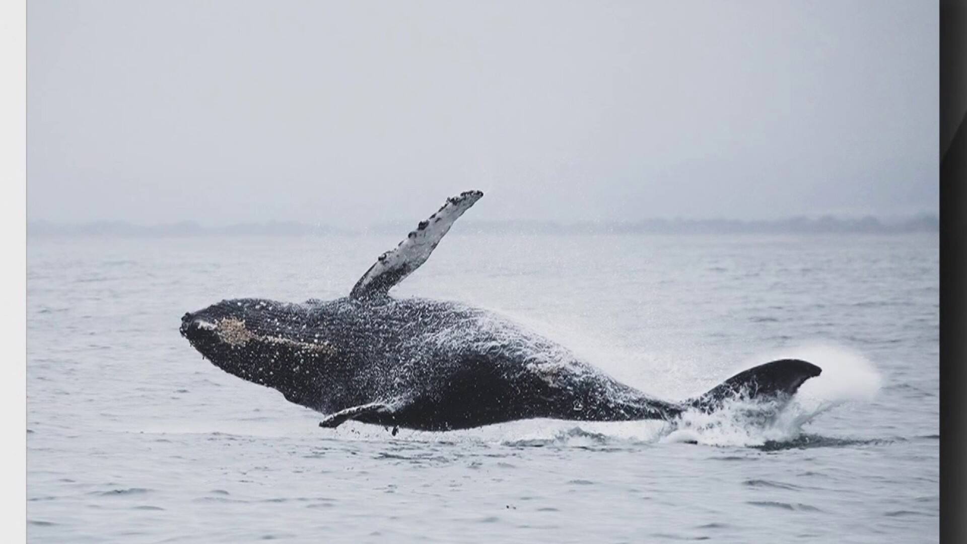 Partez sur les routes des baleines 