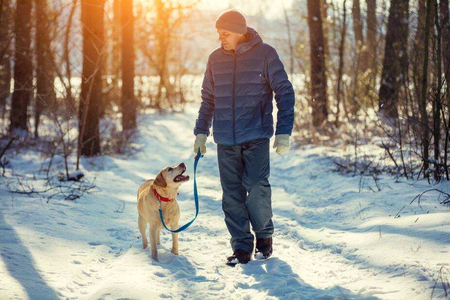 Image principale de l'article Couvre-feu: il sera possible de promener son chien