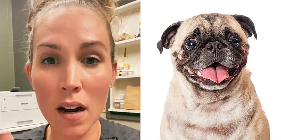 Image principale de l'article «Les 5 «pires» races de chiens»