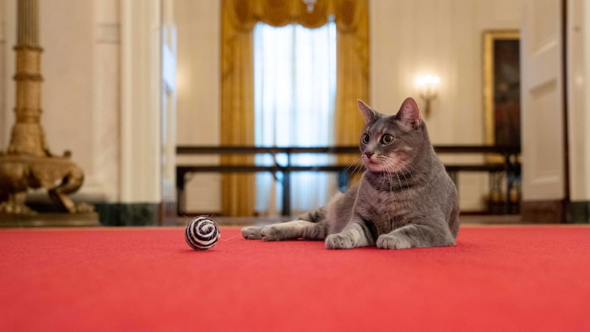 Voici la First Cat of the United States! Voici la First Cat of the United States!