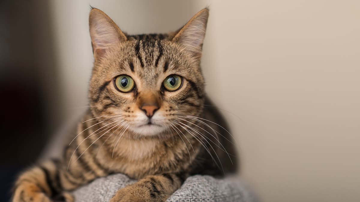 Un chat cleptomane rapporte de la drogue chez ses propriétaires