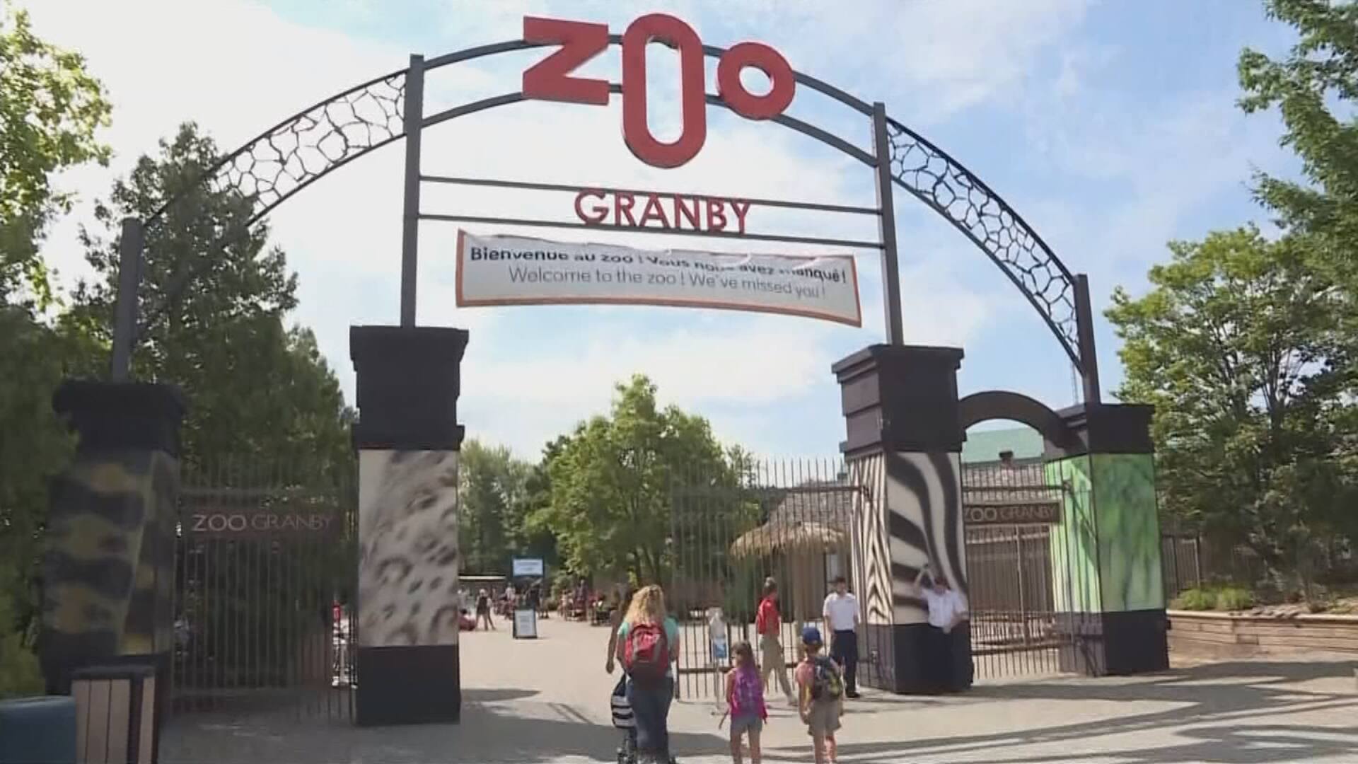 Un été difficile pour le Zoo de Granby TVA Nouvelles