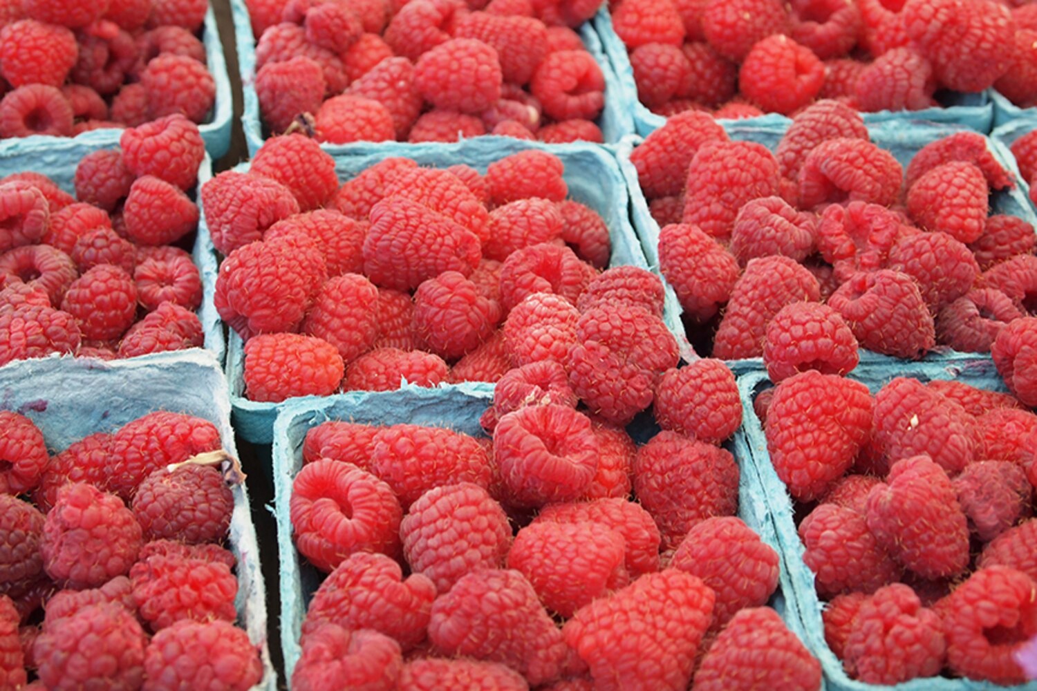 Les framboises Recettes du Québec