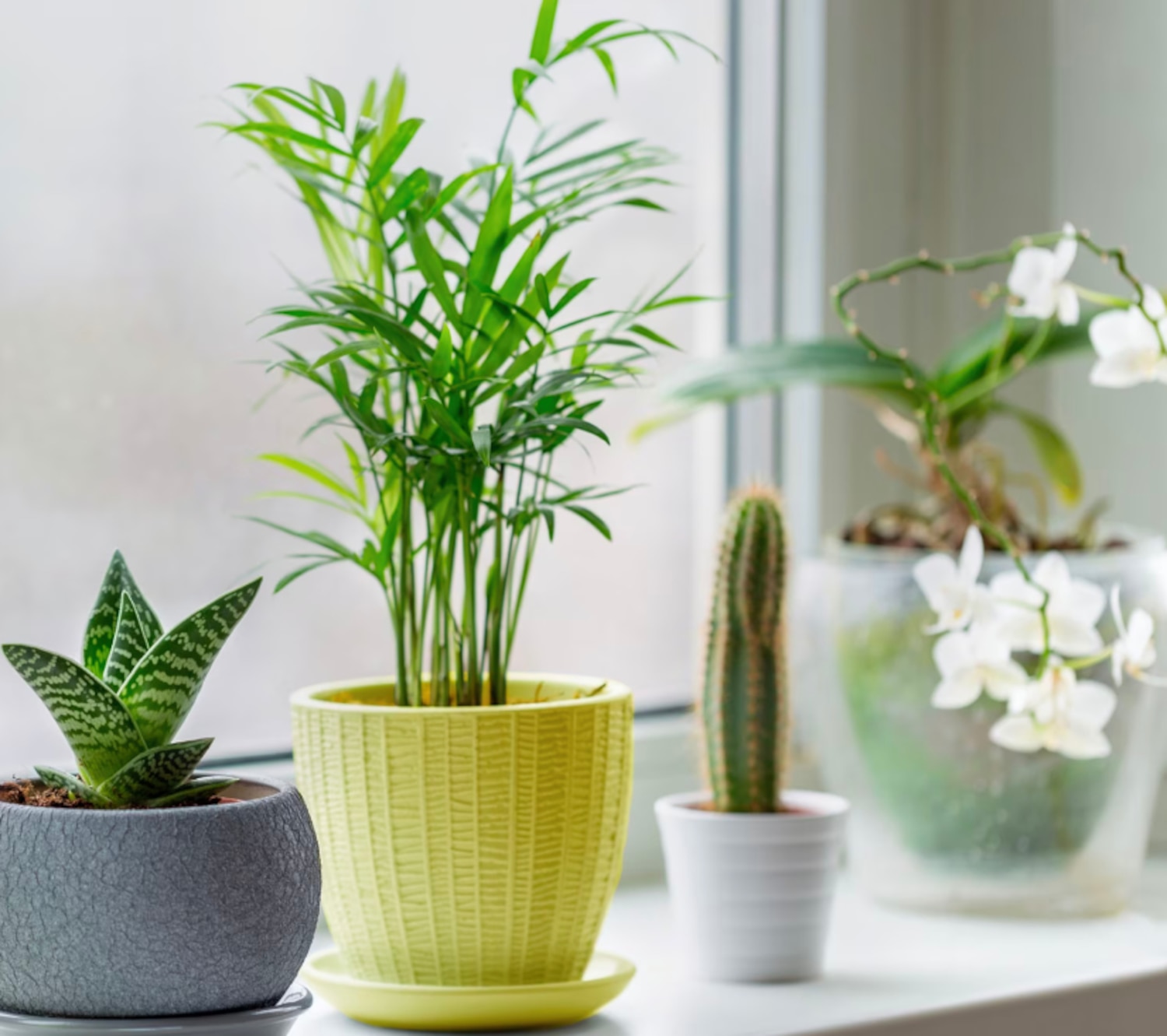indoor windowsill planter Planter Pot With Drainage, Saucer Included main image 0