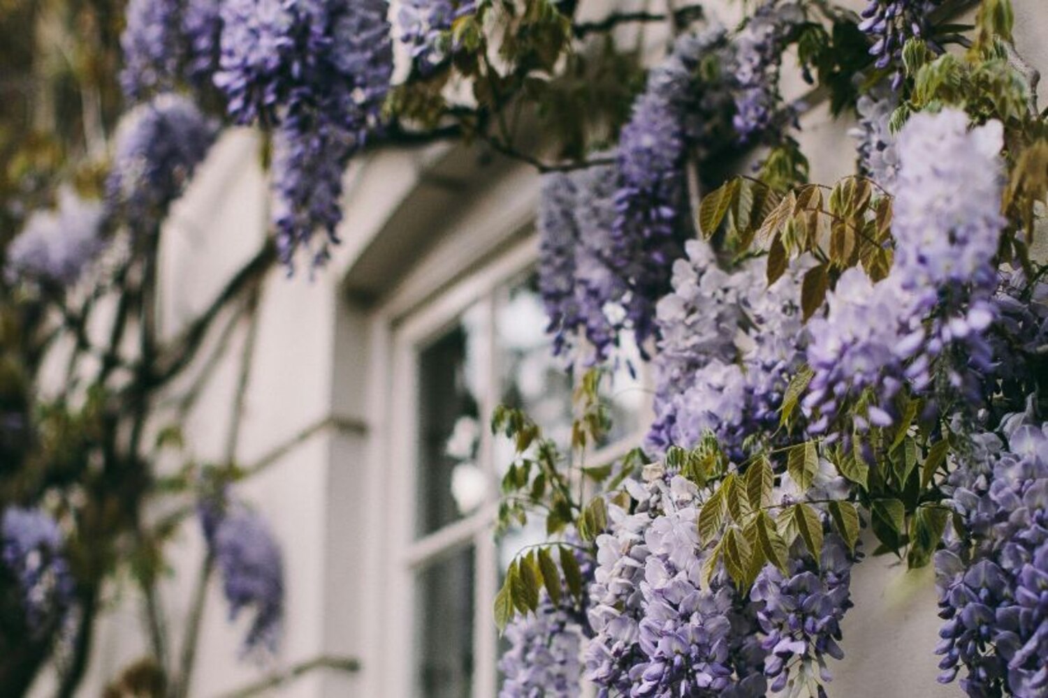 Best Flowering Vines for Your Garden | Style at Home