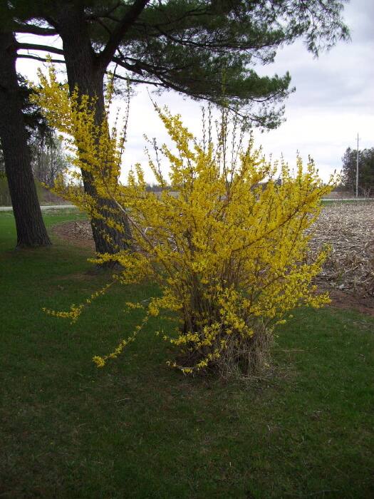 forsythia