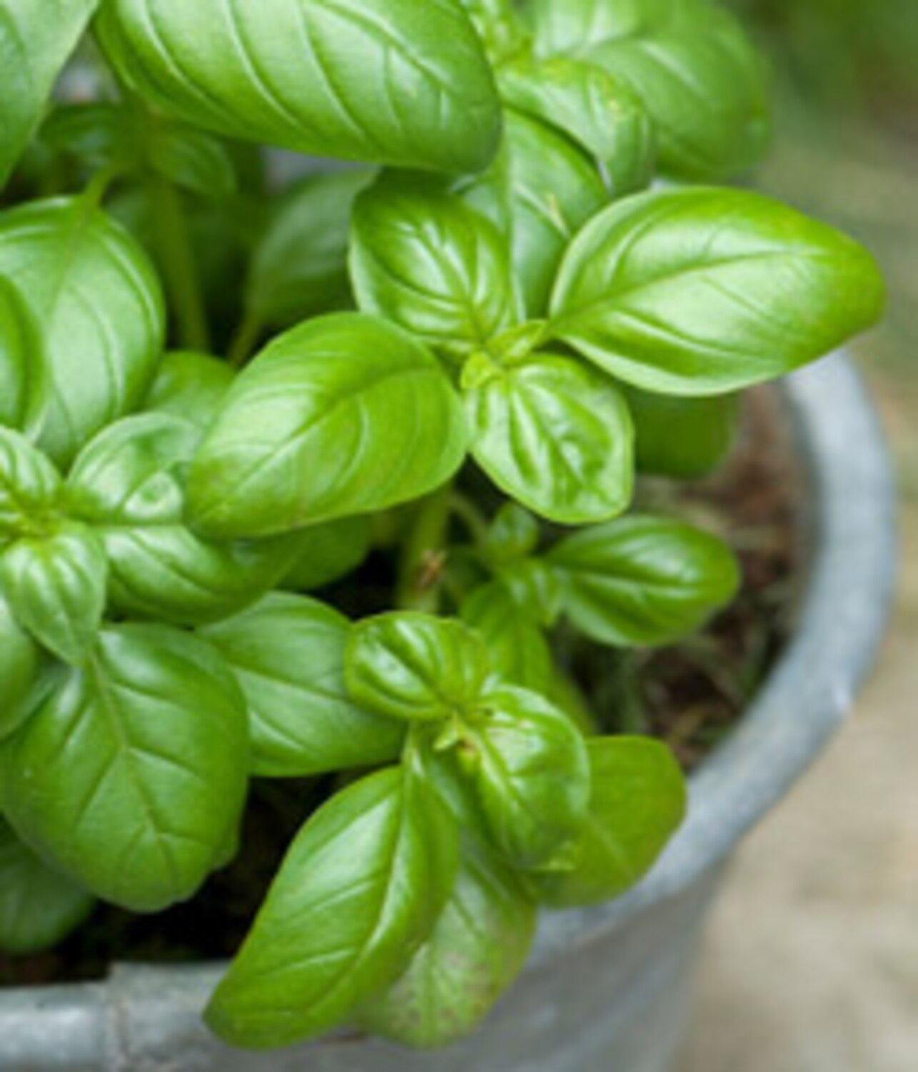 Mediterranean staple: Basil | Style at Home