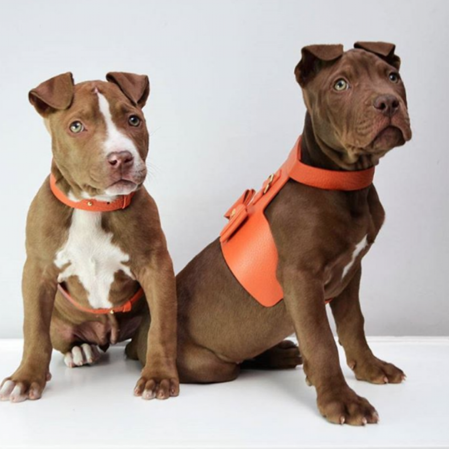 9 online shops with the cutest accessories for your beloved pet Style