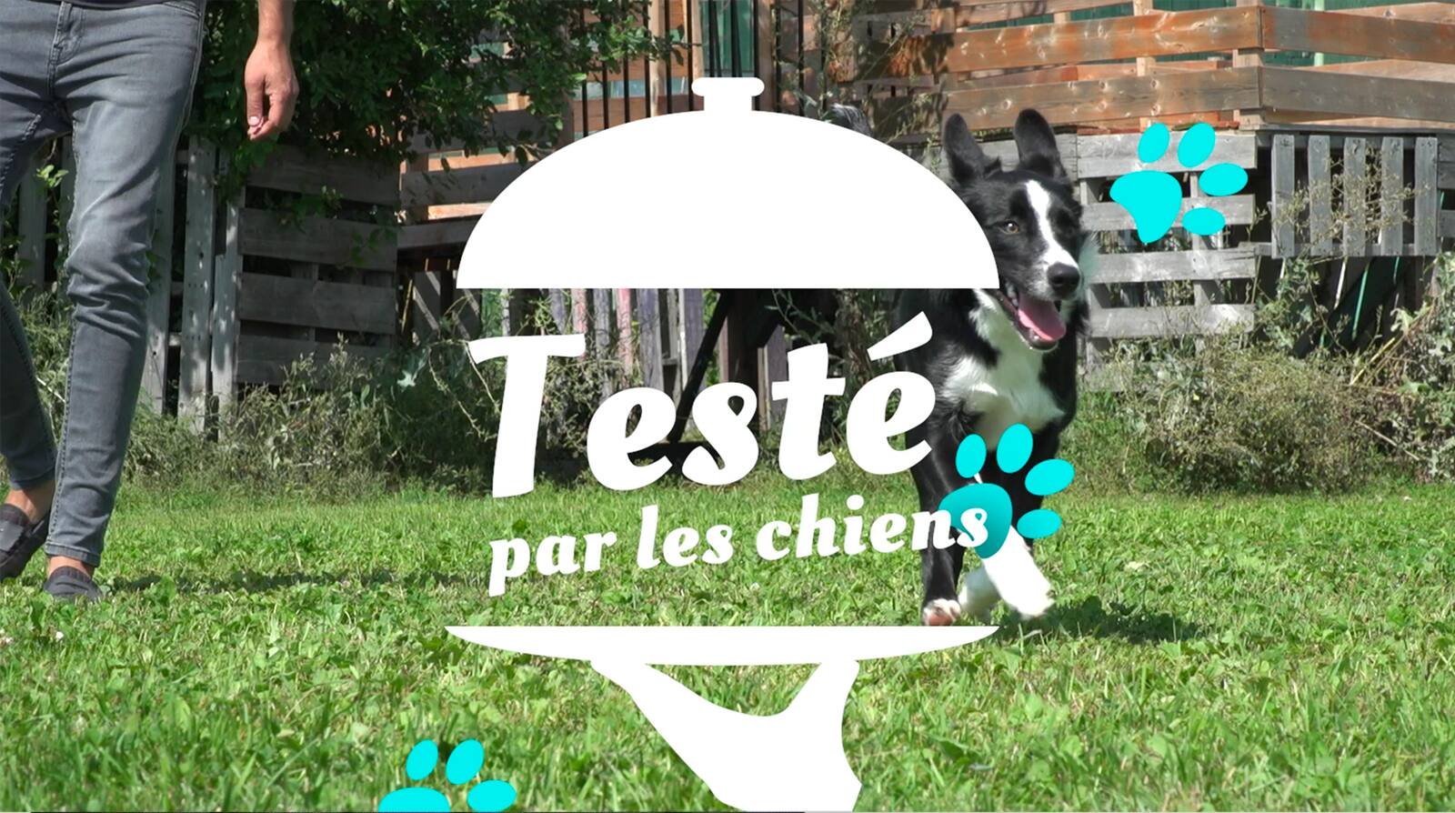 Testé par les chiens