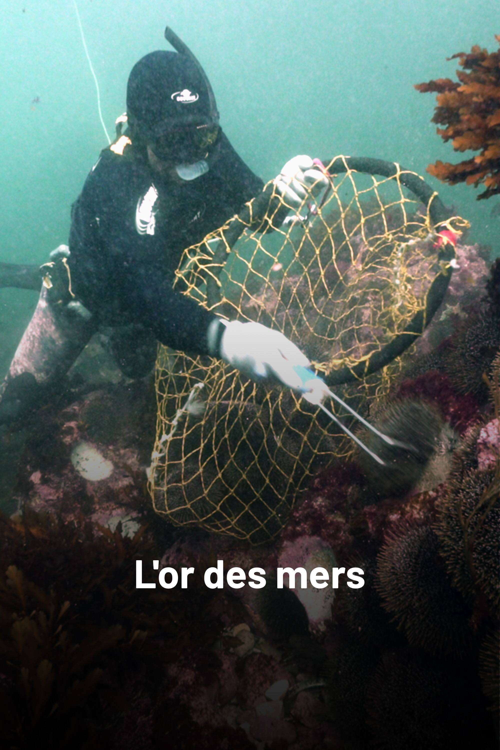 L'or des mers